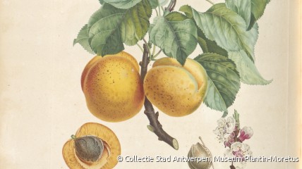 DAGEVENEMENT - Botanica in beeld. Vijf eeuwen botanische beelden